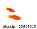 ﾌﾟﾗﾃｨ01 23698915