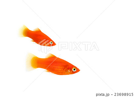 プラティ01 プラティ01 23698915