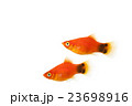 プラティ02 23698916