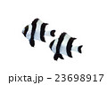 ヨスジスズメダイ01 23698917