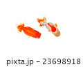 金魚09 23698918