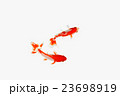 金魚10 23698919