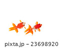 金魚11 23698920