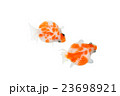 金魚12 23698921