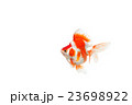 金魚13 23698922