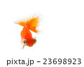金魚14 23698923