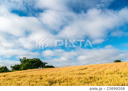 小麦畑の丘 小麦畑の丘 23699208