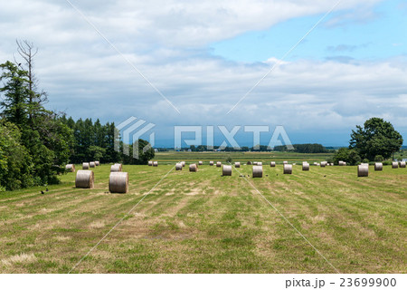 牧草ロール 23699900