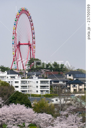 満開の桜と観覧車 23700099