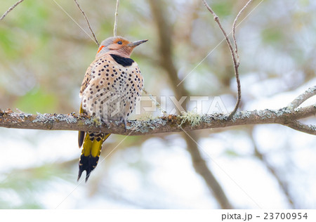 Happy Yellow shafted flicker, Colaptes auratus 23700954