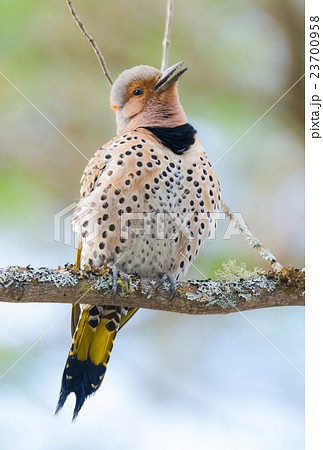 Happy Yellow shafted flicker, Colaptes auratus 23700958
