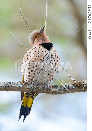 Happy Yellow shafted flicker, Colaptes auratus 23700959