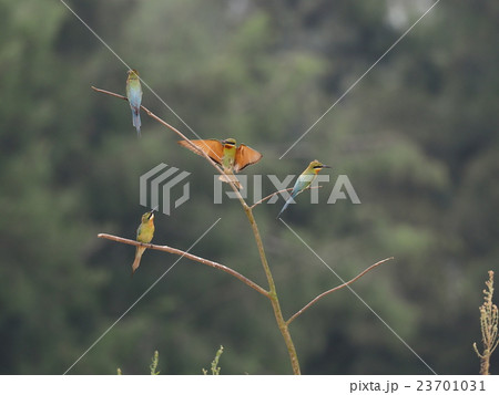 ハリオハチクイ 23701031