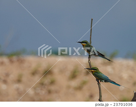 ハリオハチクイ ハリオハチクイ 23701036