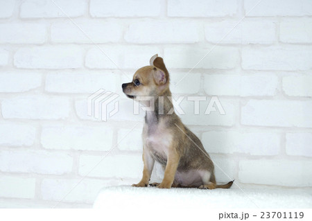 遠くを見てるチワワの子犬 23701119
