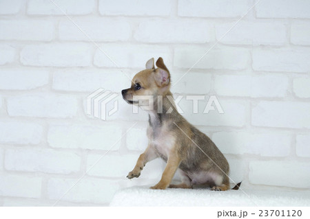 歩きだそうとするチワワの子犬 23701120