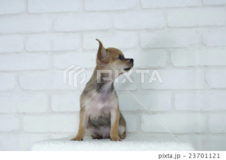 すごく横を向くチワワの子犬 23701121