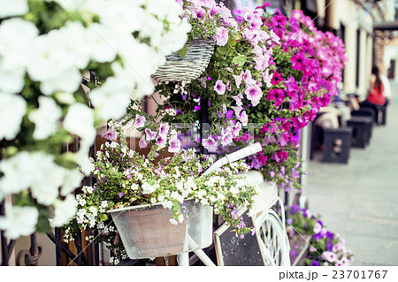 flower in basket of vintage bicycle on vintage flower in basket of vintage bicycle on vintage 23701767