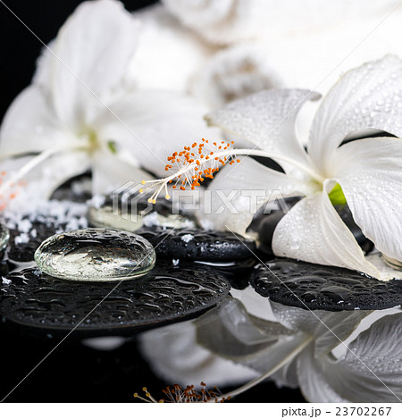 cryogenic spa concept of delicate white hibiscus 23702267