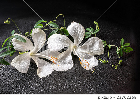 spa concept of blooming delicate white hibiscus 23702268