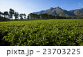 マラウイの茶畑 23703225