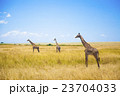 マサイマラサファリのキリン達 23704033