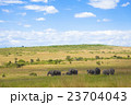 マサイマラサファリのゾウ 23704043