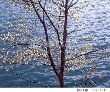 奥多摩湖の桜(1) 奥多摩湖の桜(1) 23704518