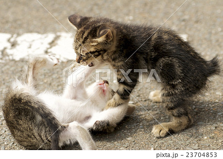 じゃれ合う二匹の子猫の写真素材