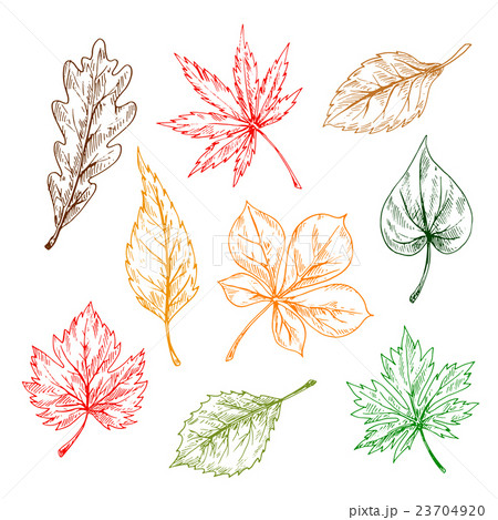 Leaves sketches set. Hand drawn illustration 23704920