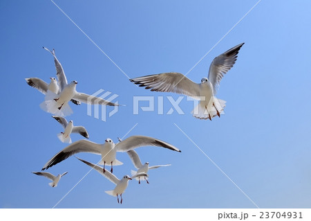 青空を飛ぶカモメの群れ 23704931