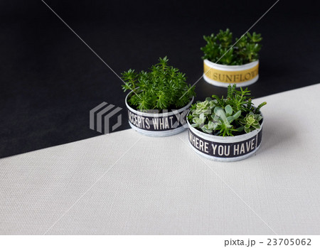 リメイク缶の多肉植物 リメイク缶の多肉植物 23705062