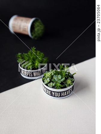 リメイク缶の多肉植物 リメイク缶の多肉植物 23705064