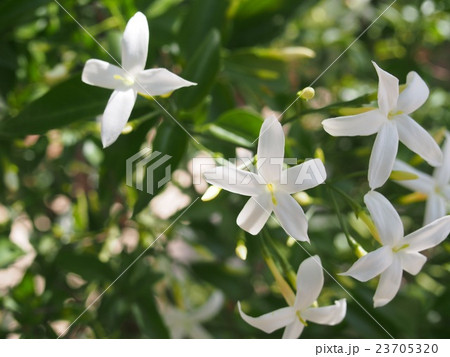 ジャスミン 23705320