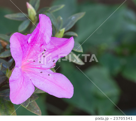 pink flower in green nature background 23705341