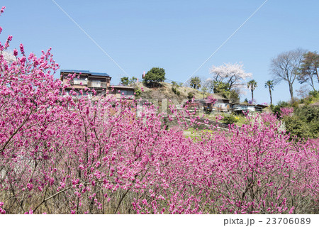 花桃の郷 花桃の郷 23706089