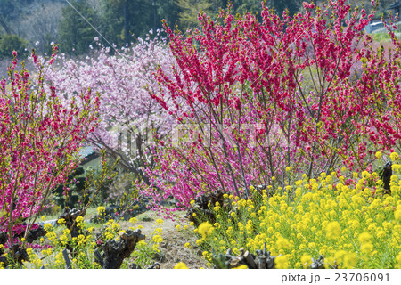 花桃の郷 23706091