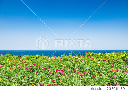 海の見える花畑 23706120