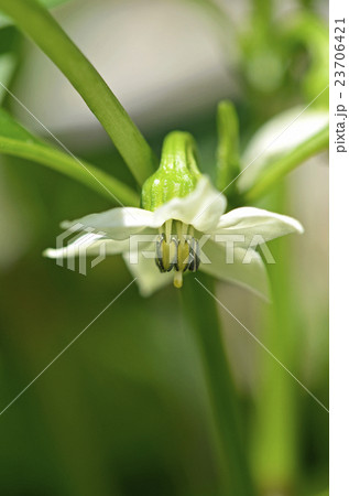 ピーマンの花の写真素材