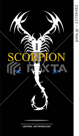 white scorpion. scorpion with the bent tail. 23706462