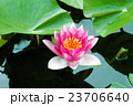 睡蓮 23706640