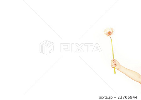 子供一人花 子供一人花 23706944
