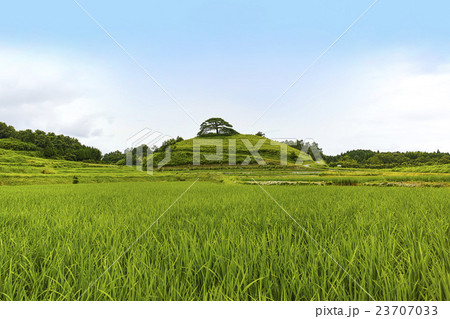 池尻の唐傘松 23707033