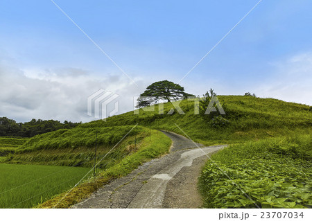 池尻の唐傘松 池尻の唐傘松 23707034