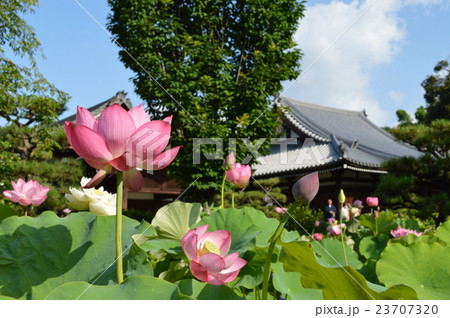 蓮と寺院 蓮と寺院 23707320