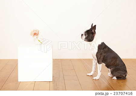 ボストンテリア花 23707416