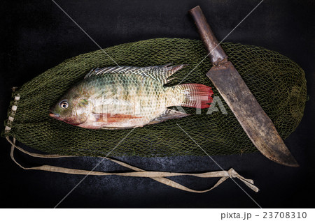 fresh tilapia 23708310