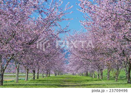 北浅羽の安行寒桜 北浅羽の安行寒桜 23709496