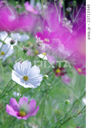 コスモス1 23713340