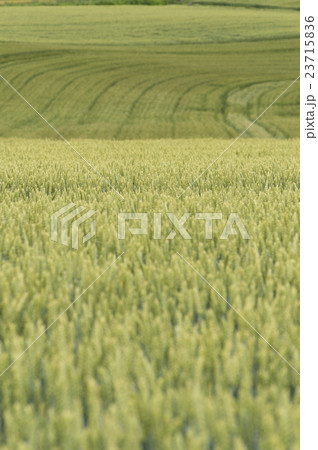 丘の畑 23715836